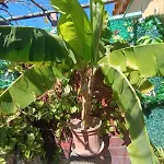 La Almendra