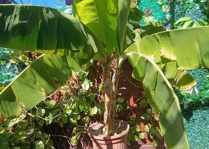 La Almendra
